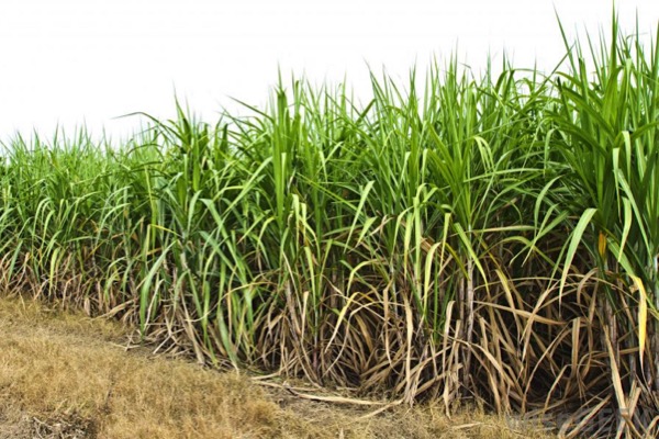 industrials_sugarcane