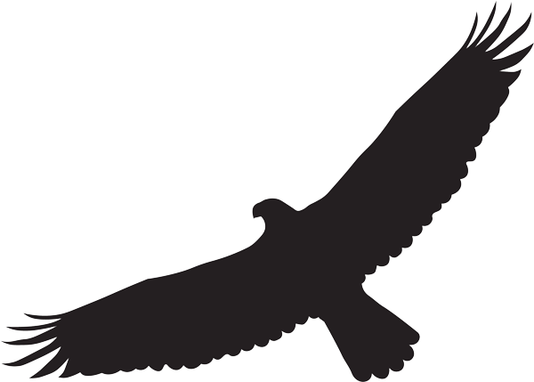 eagle_transparent