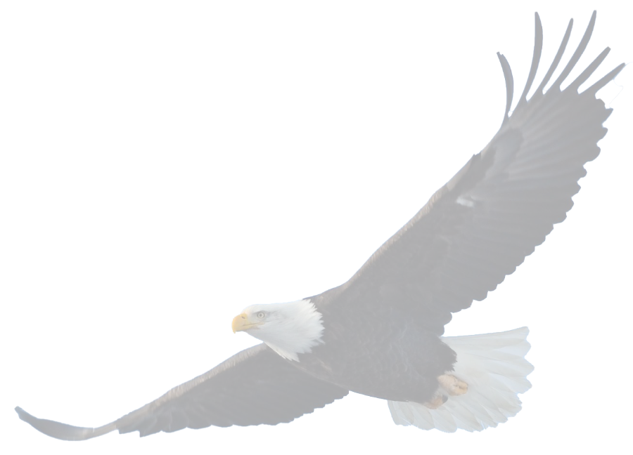 eagle_transparent