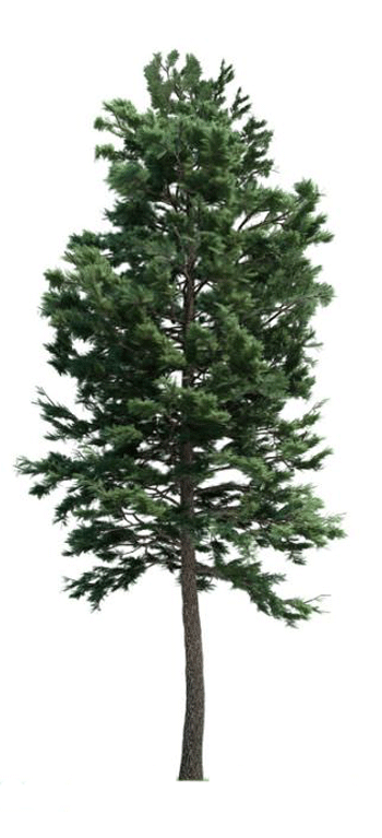 pine